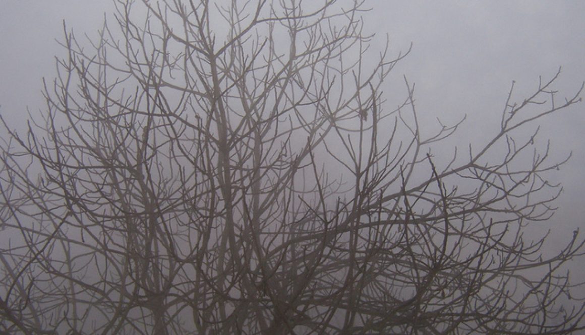 nebbia e fico: nulla