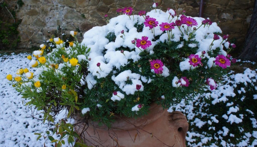 fiori e neve, la natura rinasce