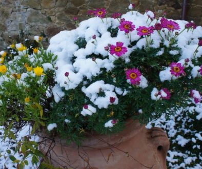fiori e neve, la natura rinasce