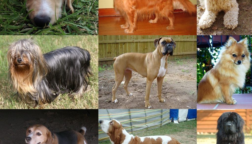 collage di cani Wikipedia