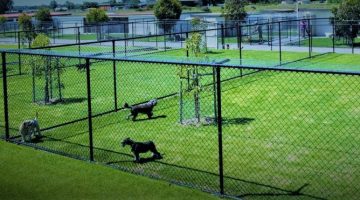 Vacanza senza Cane: Richiedi le necessarie informazioni alla Pensione che lo ospiterà