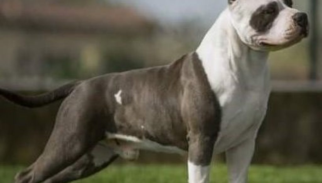 American Staffordshire Terrier