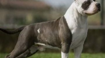 Il Carattere e la Morfologia dell’Amstaff dipende dall’Allevamento che deve essere di tipo professionale