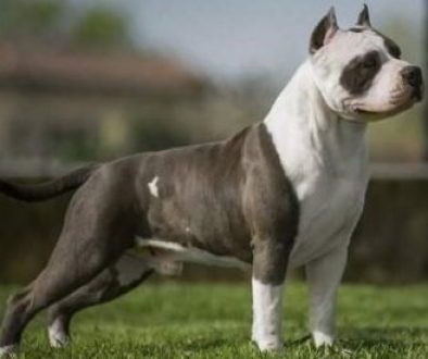 American Staffordshire Terrier