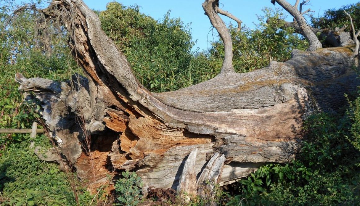 quercia di Dante, San Basilio