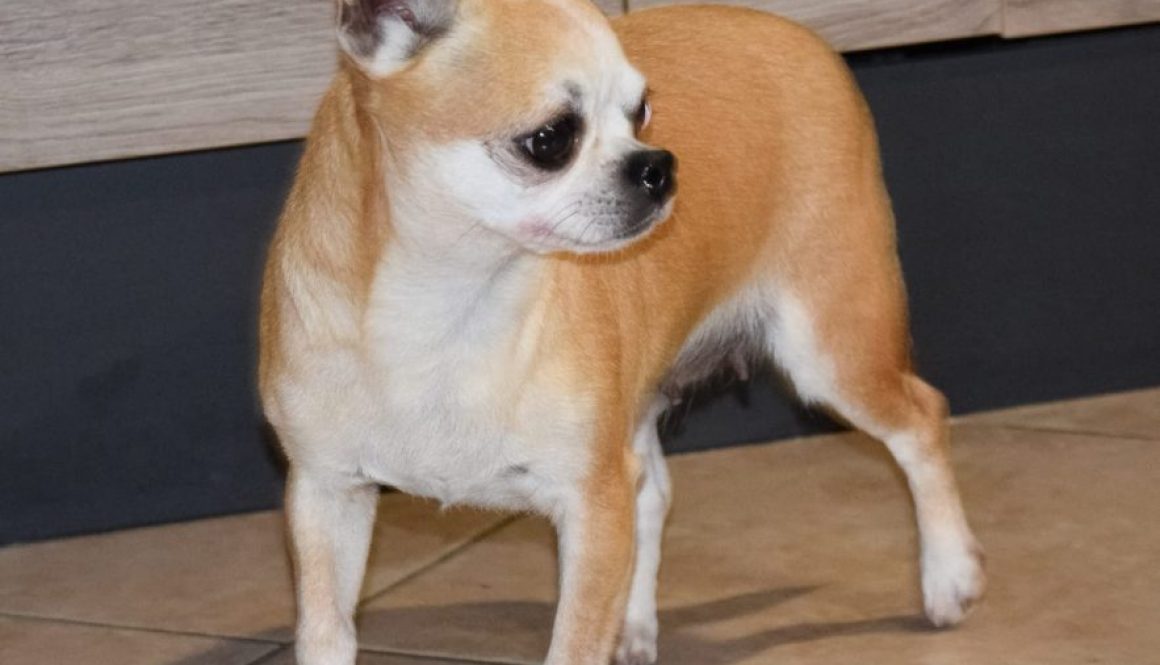Allevamento Chihuahua