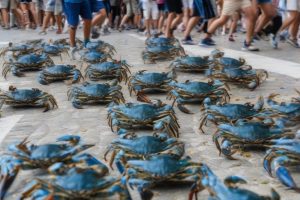 invasione di granchi blu