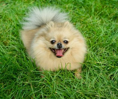 volpino-pomerania-spitz