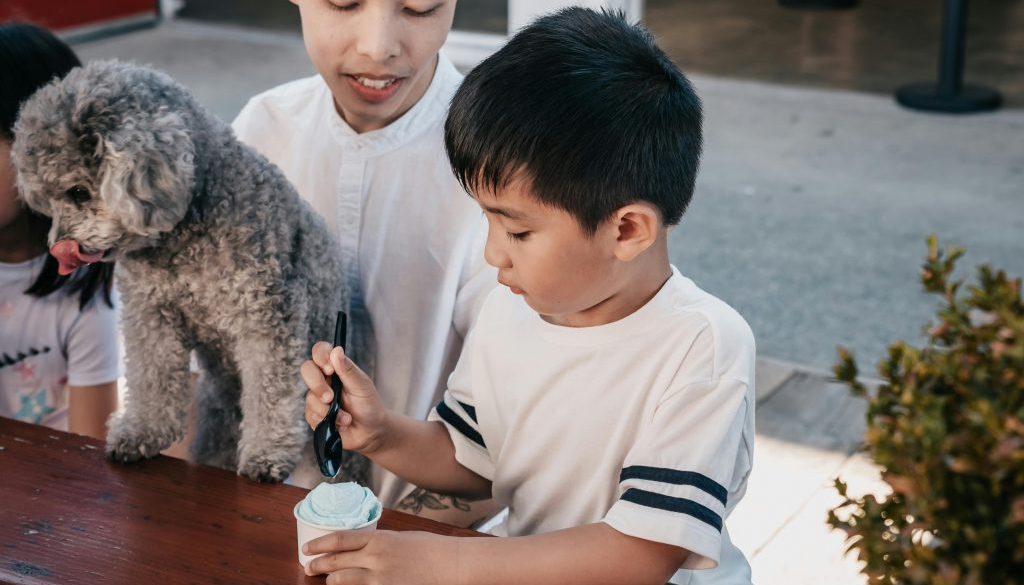 cibo barboncini toy allevamento